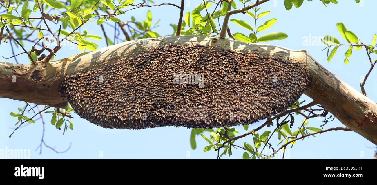 Indische Riesenhonigbienen, Apis dorsata dorsata, an der vollkommen frei hängenden Wabe transversale Wellen produzierend. Bandhavgarh Nationalpark, Madhya Pradesh, Indien. Aussenaufnahme, api mellifere giganti, Apis dorsata dorsata, all'alveare completamente esposto che produce onde messicane. Parco nazionale di Bandhavgarh, Madhya Pradesh, India, Asia. All'aperto, Foto Stock