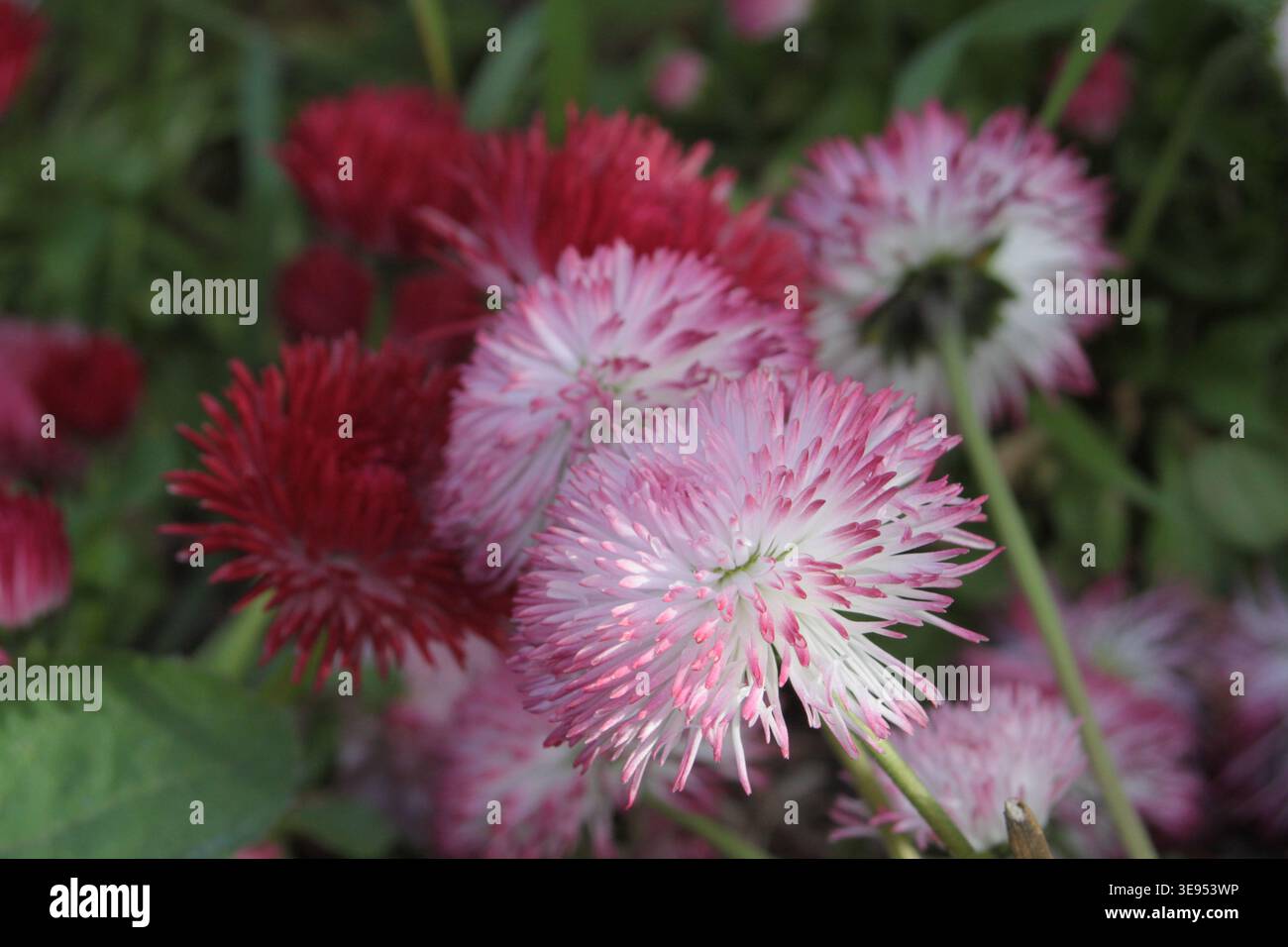 Primo piano di fiori di pomponette bellis perennis rosa e rosso con sottili petali piccanti in un giardino Foto Stock