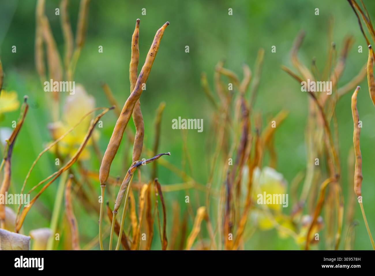 Le cialde di Chelidonium majus si innalzano in modo prominente dallo sfondo sottolineando la morfologia unica delle grandi piante celandine in un ambiente lussureggiante e verde Foto Stock