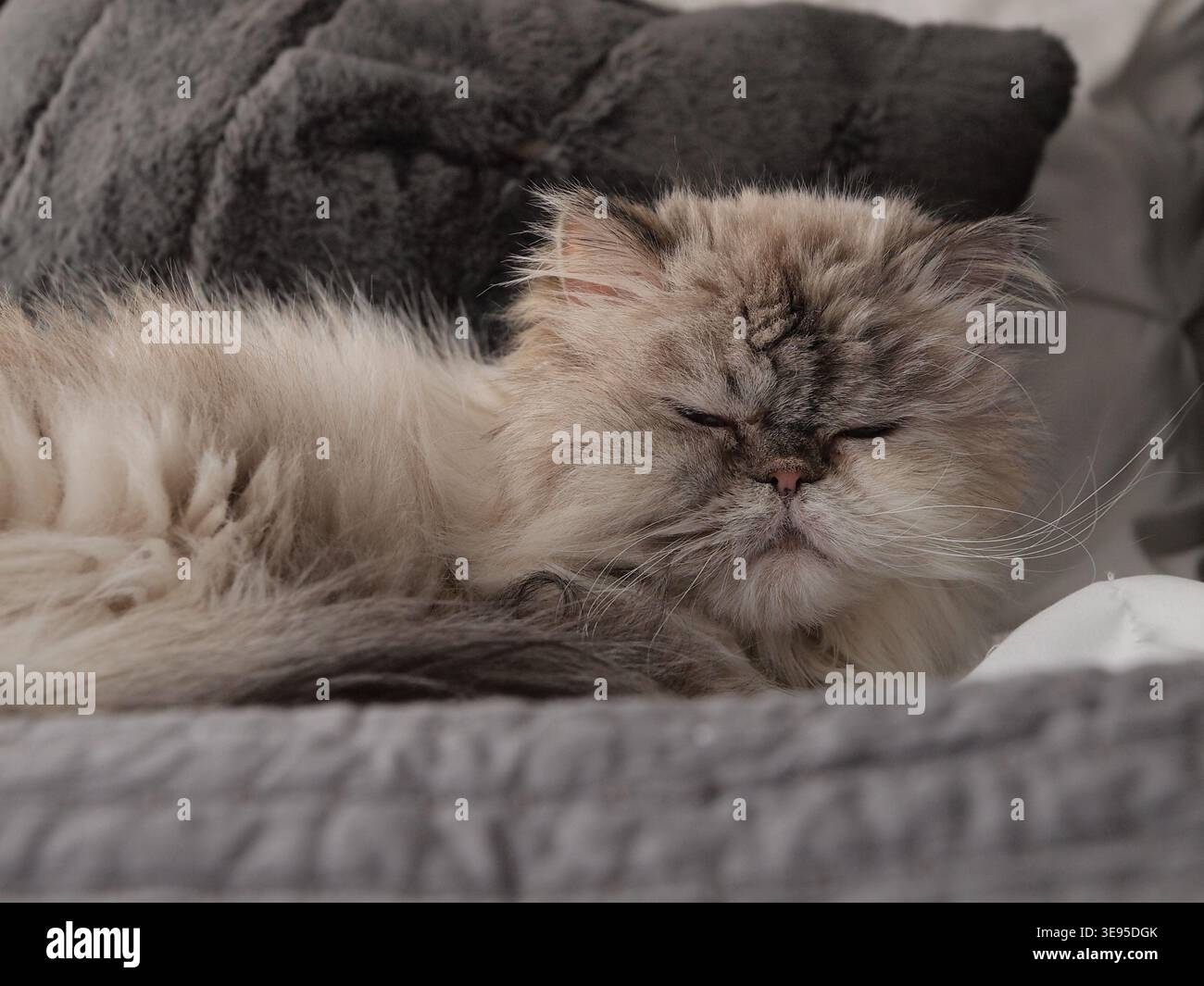 Gatto persiano che piange al sole e apparentemente in un mondo tutto suo. Foto Stock