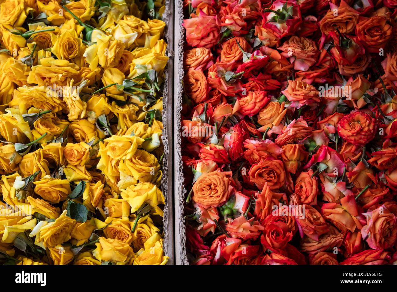 Un mix di teste di fiori di rosa che simboleggiano bellezza, purezza, dedizione e divinità, usato dai fedeli indù per l'offerta pooja agli dei indù e a dio Foto Stock
