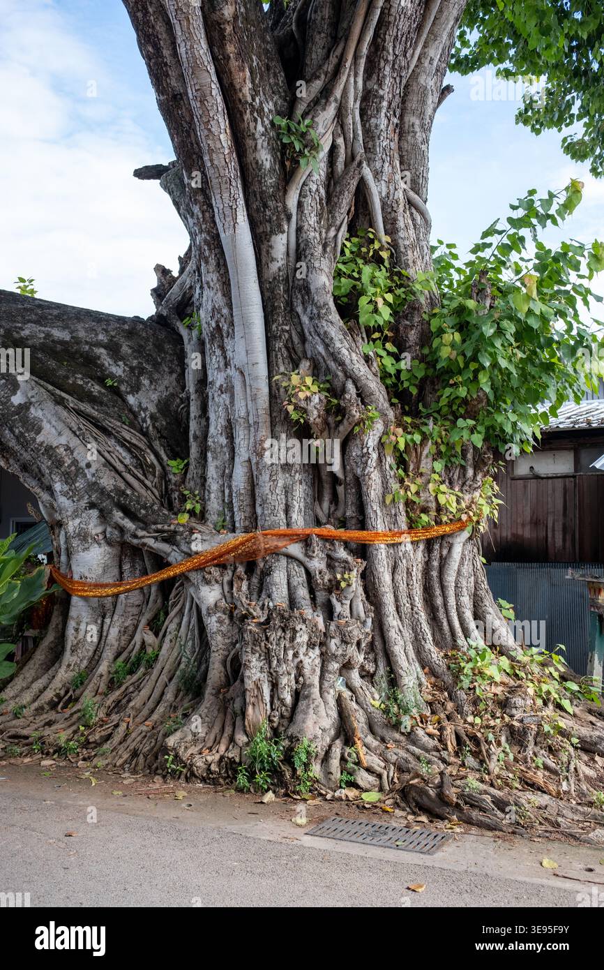Vecchio albero Beautifild con decorazione a nastro a Chiang mai in Thailandia Foto Stock