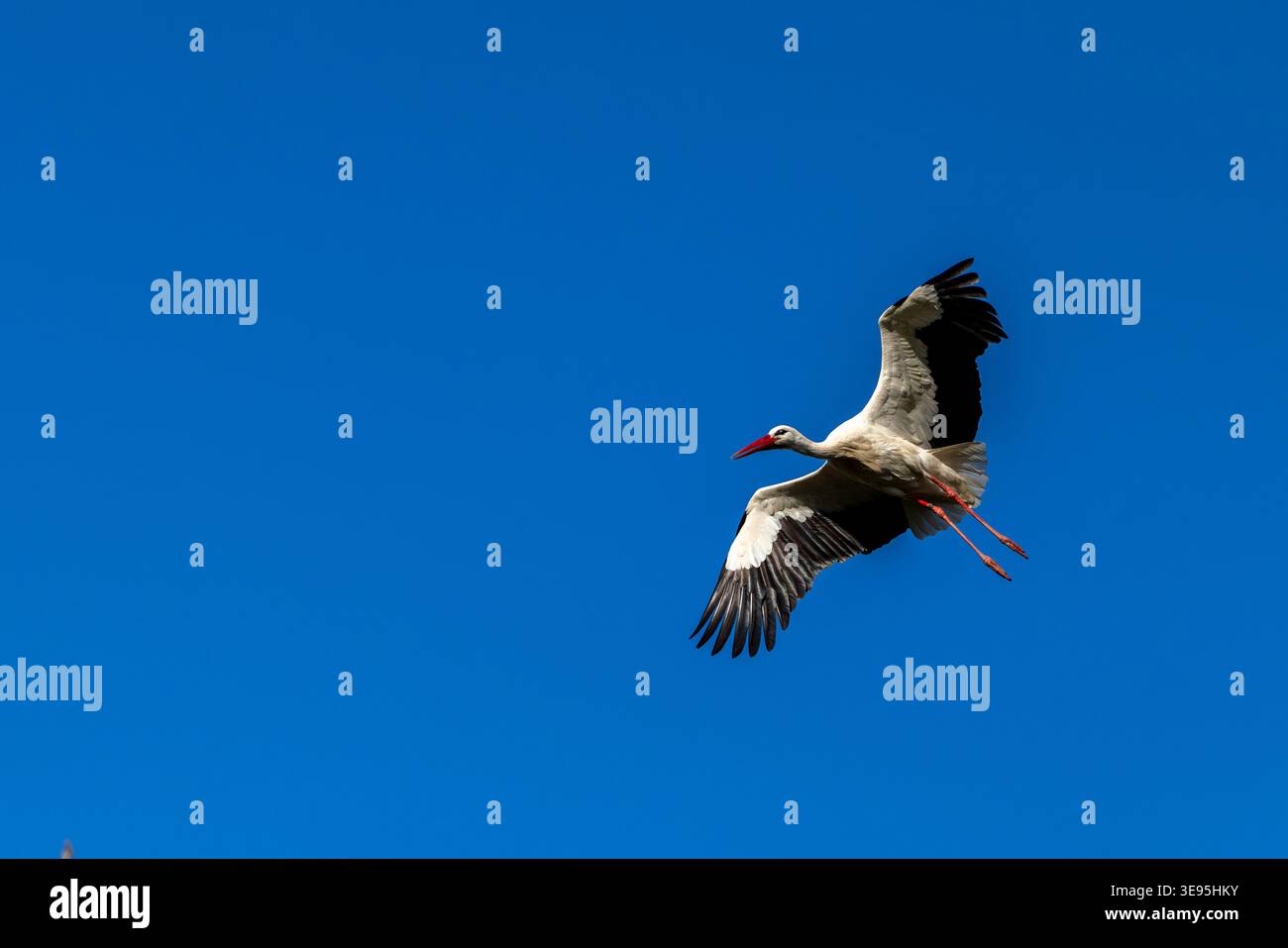 Cicogna bianca che vola con ali sparse in un cielo azzurro Foto Stock