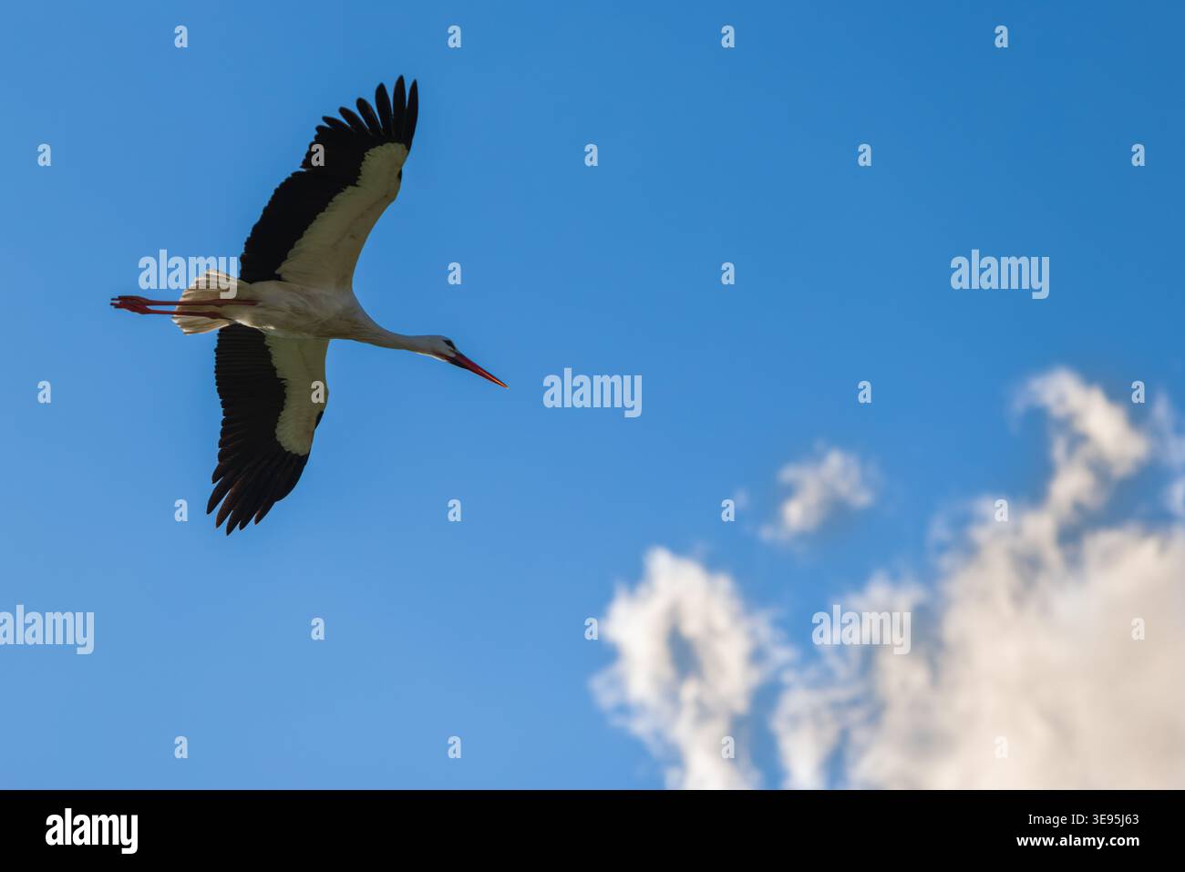 Cicogna che vola con un'ampia apertura alare Foto Stock