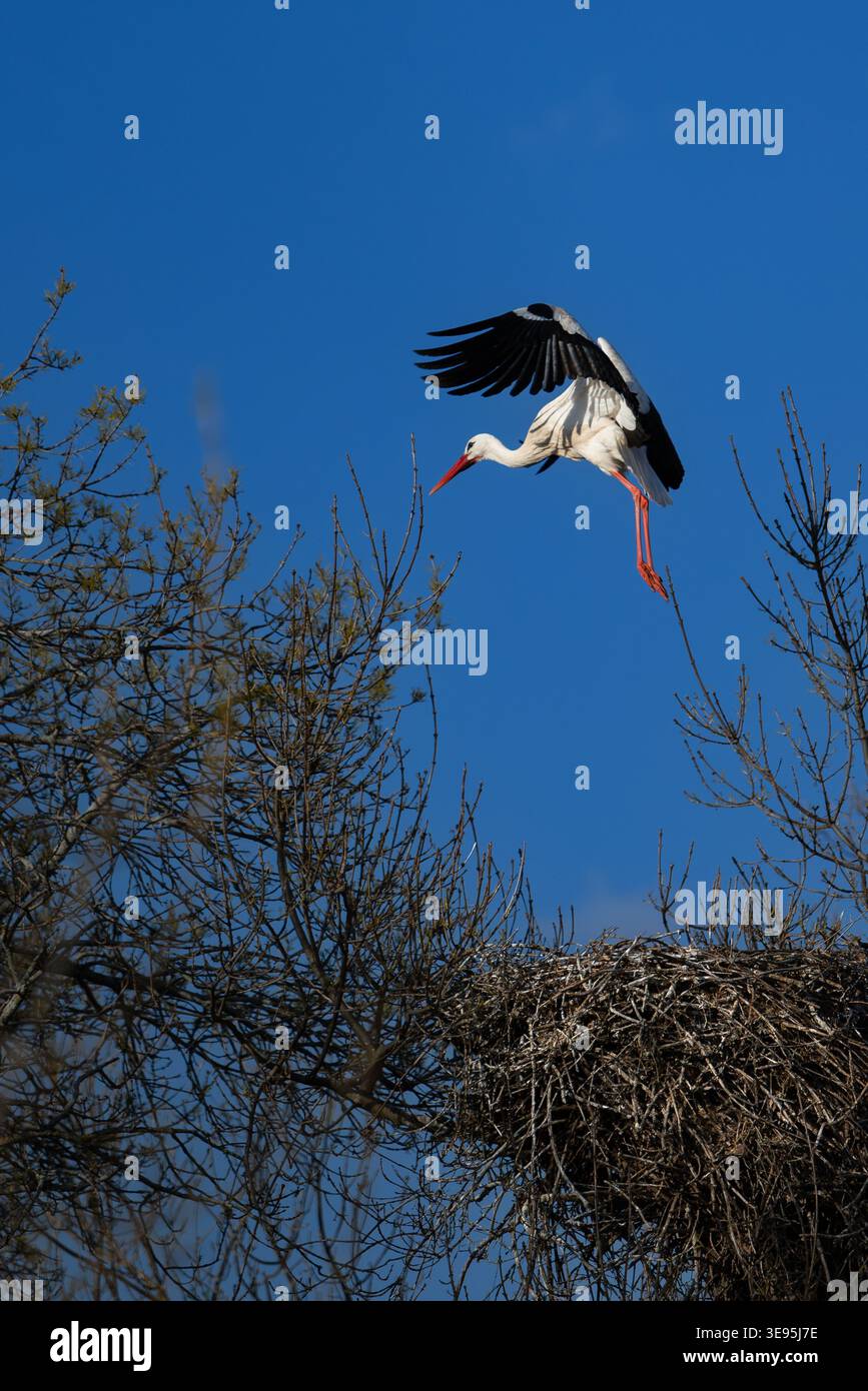 La cicogna decolla con potenti ali Foto Stock