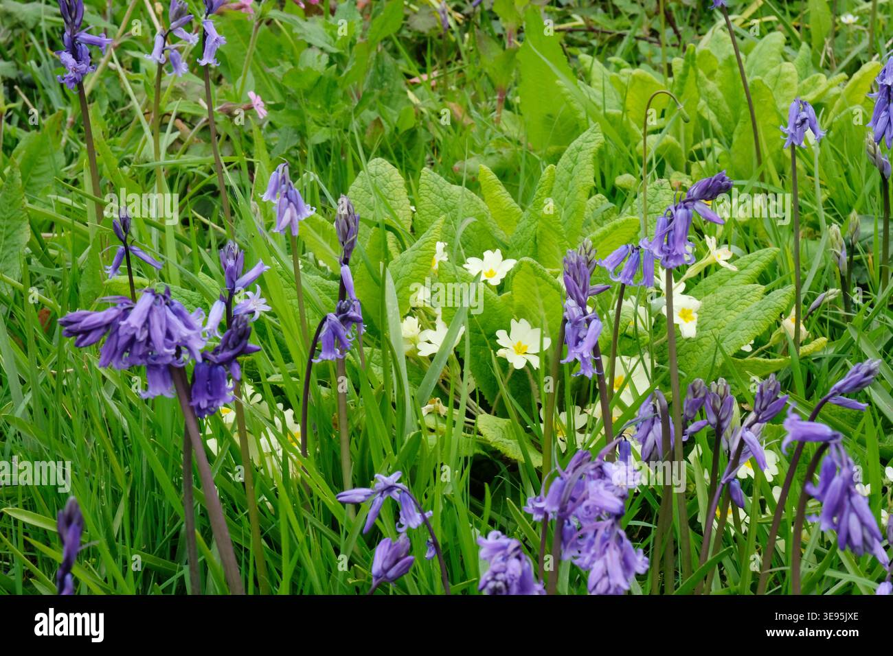 Campanelli e primrose inglesi selvaggi in un lussureggiante giardino boschivo primaverile, che mostra piantagioni naturalistiche e fiori selvatici nativi britannici. Foto Stock