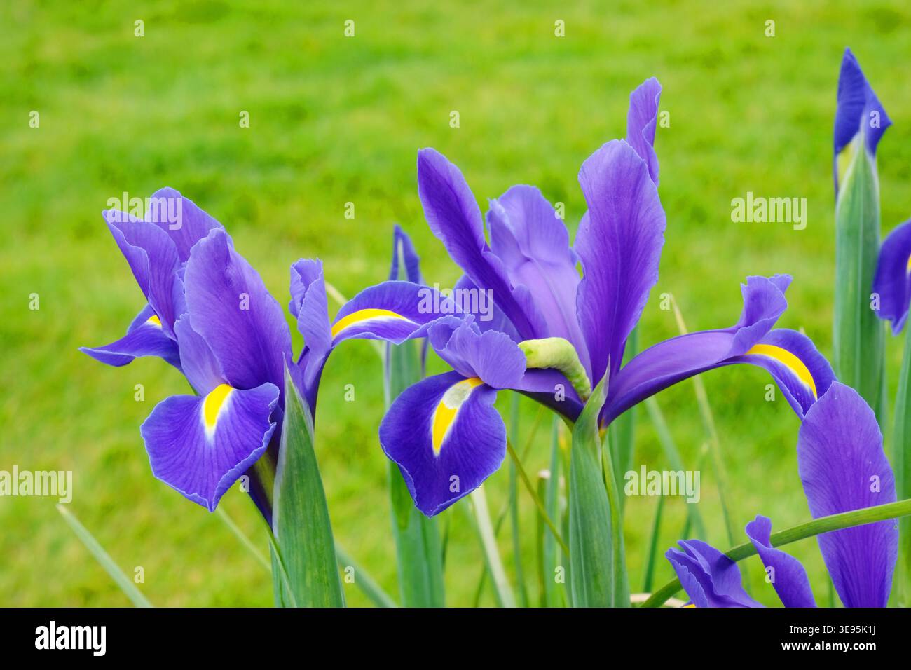 April fioritura Iris x Hollandica, Iris Foto Stock