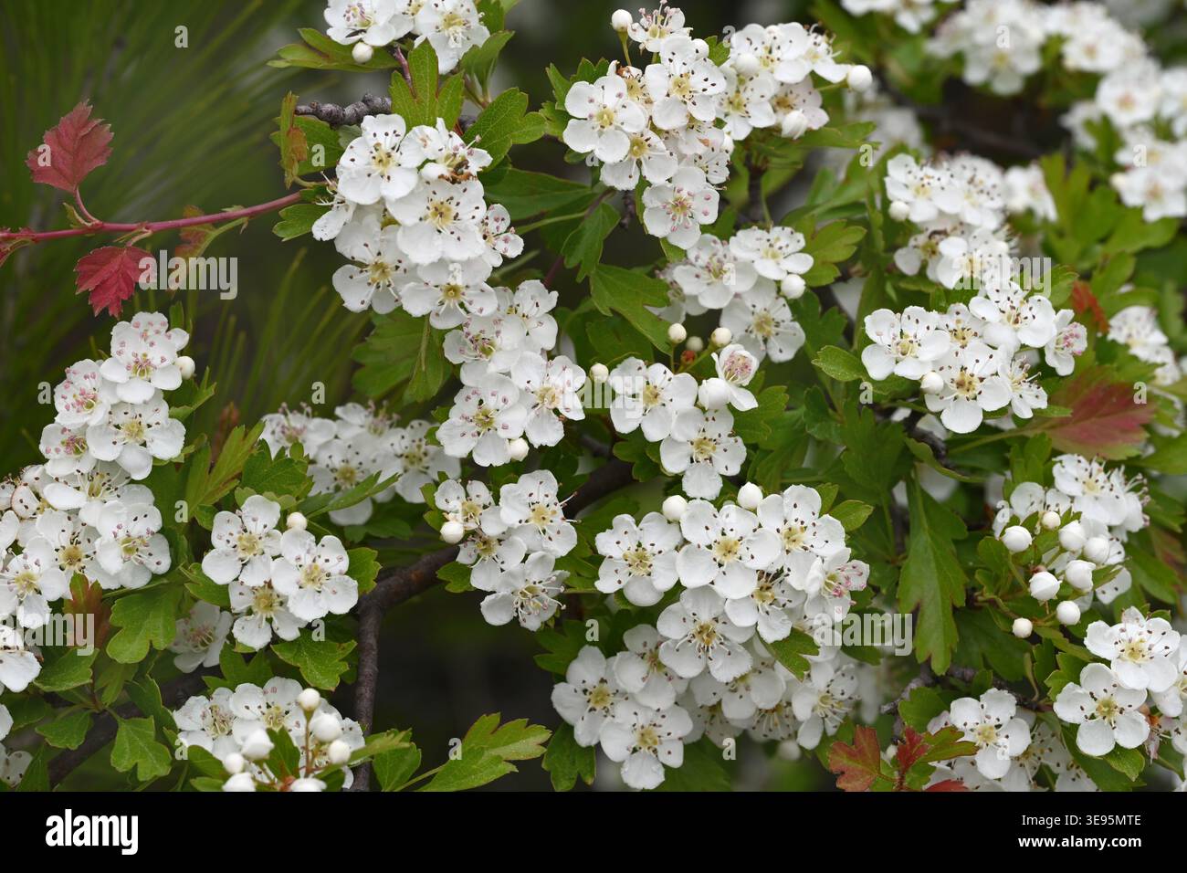 White Spring Blossom of Common Biancospino, Crataegus monogyna, aka Whitethorn, One-Seed Hawthorn o Single-Seed Biancospino Foto Stock