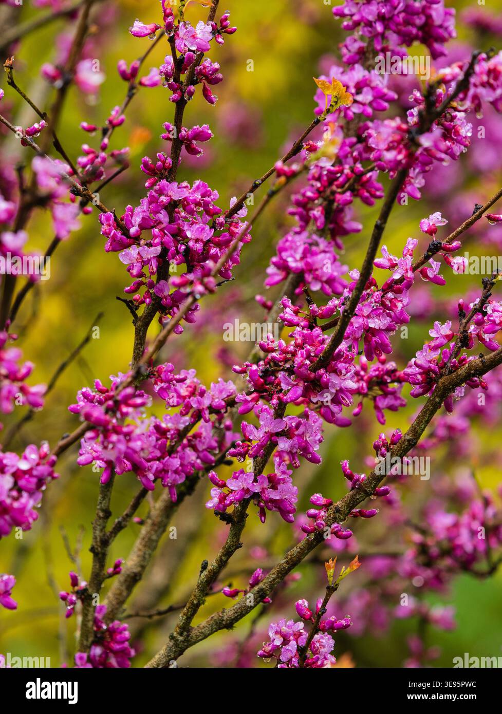 Fiori primaverili umidi e piovosi dell'arbusto rosso cinese, Cercis chinensis "Avondale", Foto Stock