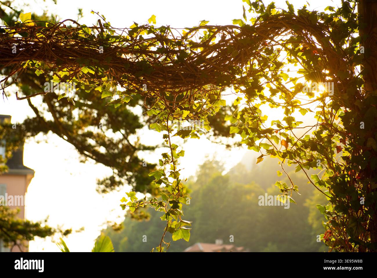 Piante di edera si arriccia contro il sole, bellissimo ramo sullo sfondo Foto Stock