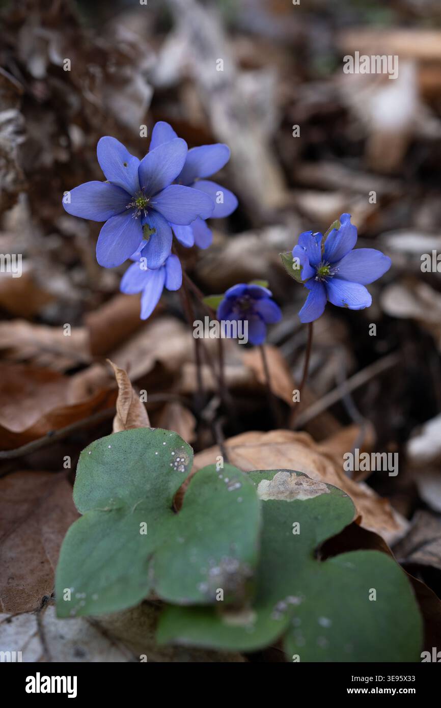 Liverwort su un letto di foglie cadute l'anno scorso Foto Stock