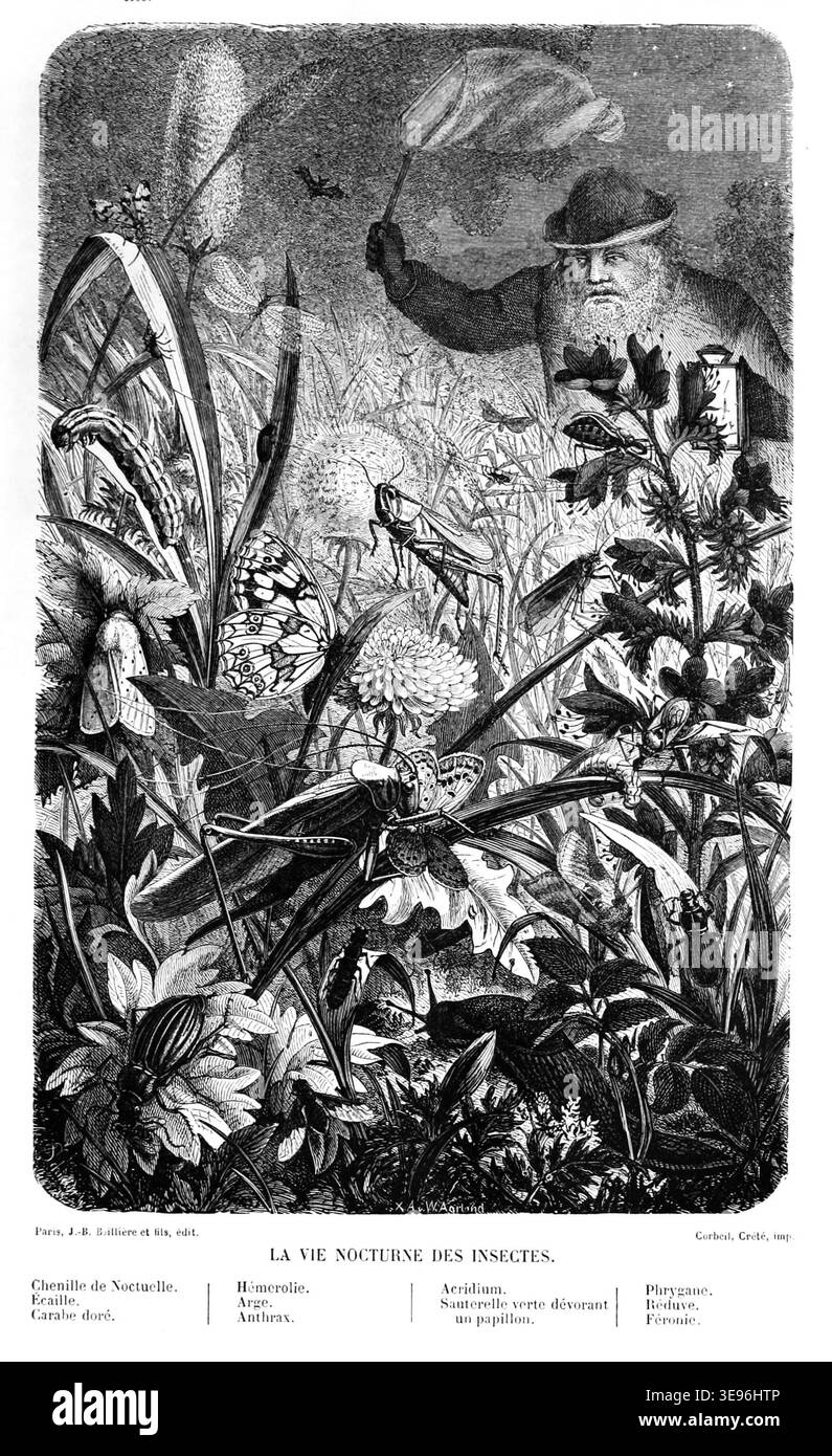 L'immagine d'archivio intitolata "Insects at Night" è stata pubblicata da J.B. Bailliere et Fils nel 1882. Probabilmente rappresenta un'esplorazione scientifica o artistica degli insetti notturni, catturando i modelli dettagliati e le forme di varie specie. Foto Stock