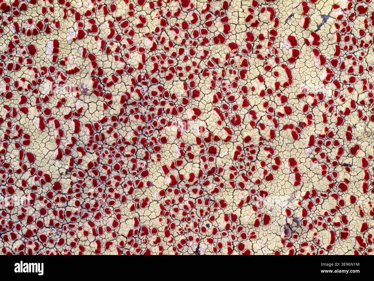 Goccia di sangue Lichen / macchia di sangue Lichen (Haematomma ventosum) primo piano di massa che cresce su massi sulle montagne, Parco Nazionale di Cairngorm, Speyside. Foto Stock