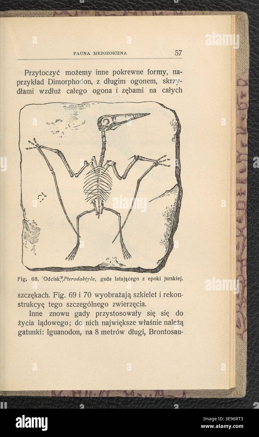 A. Seignette (attivo nel 1904) è stato un editore di opere illustrate di storia naturale. "Zwierzeta epok ubieglych" documenta gli animali estinti e preistorici, con illustrazioni di Jan Lewiński (1876-1939). L'immagine di archivio riproduce la pubblicazione 1904. Foto Stock