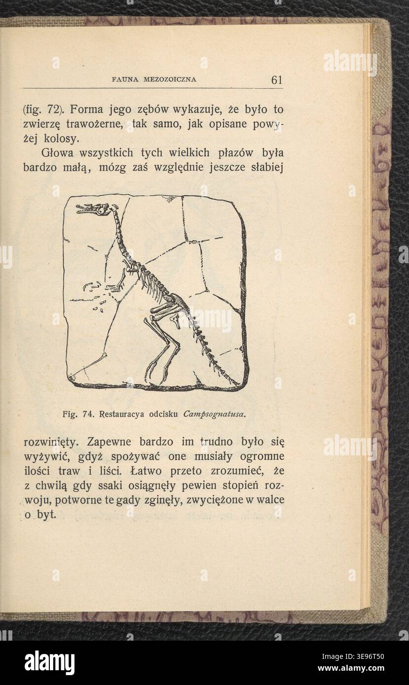 A. Seignette (attivo nel 1904) pubblicò "Zwierzeta epok ubieglych" per documentare gli animali preistorici. Jan Lewiński (1876-1939) creò le illustrazioni. L'immagine di archivio riproduce il testo storico 1904. Foto Stock