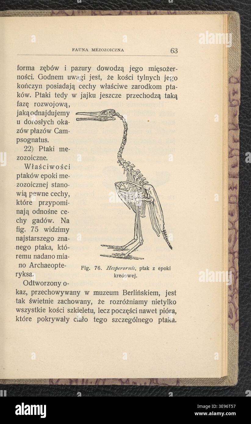 A. Seignette (attivo nel 1904) produsse "Zwierzeta epok ubieglych", raffigurando animali estinti e preistorici. Jan Lewiński (1876-1939) contribuì con le illustrazioni. L'immagine di archivio riproduce l'edizione 1904. Foto Stock