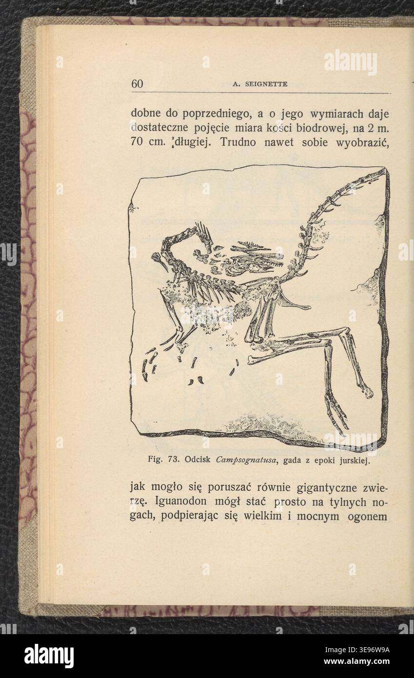 A. Seignette (attivo nel 1904) pubblicò "Zwierzeta epok ubieglych", uno studio illustrato sulla fauna preistorica ed estinta. I contributi di Jan Lewiński (1876-1939) accompagnano il testo. L'immagine di archivio riproduce la pubblicazione 1904. Foto Stock