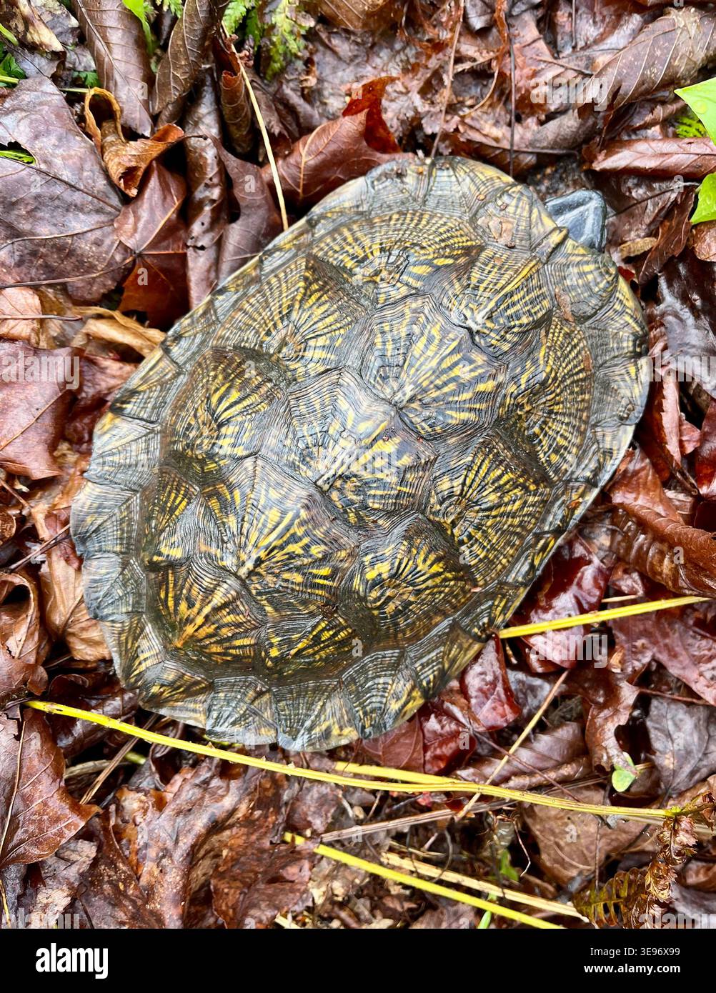 Box Turtle nella Pennsylvania centro-settentrionale - Immagine stock catturata con smartphone