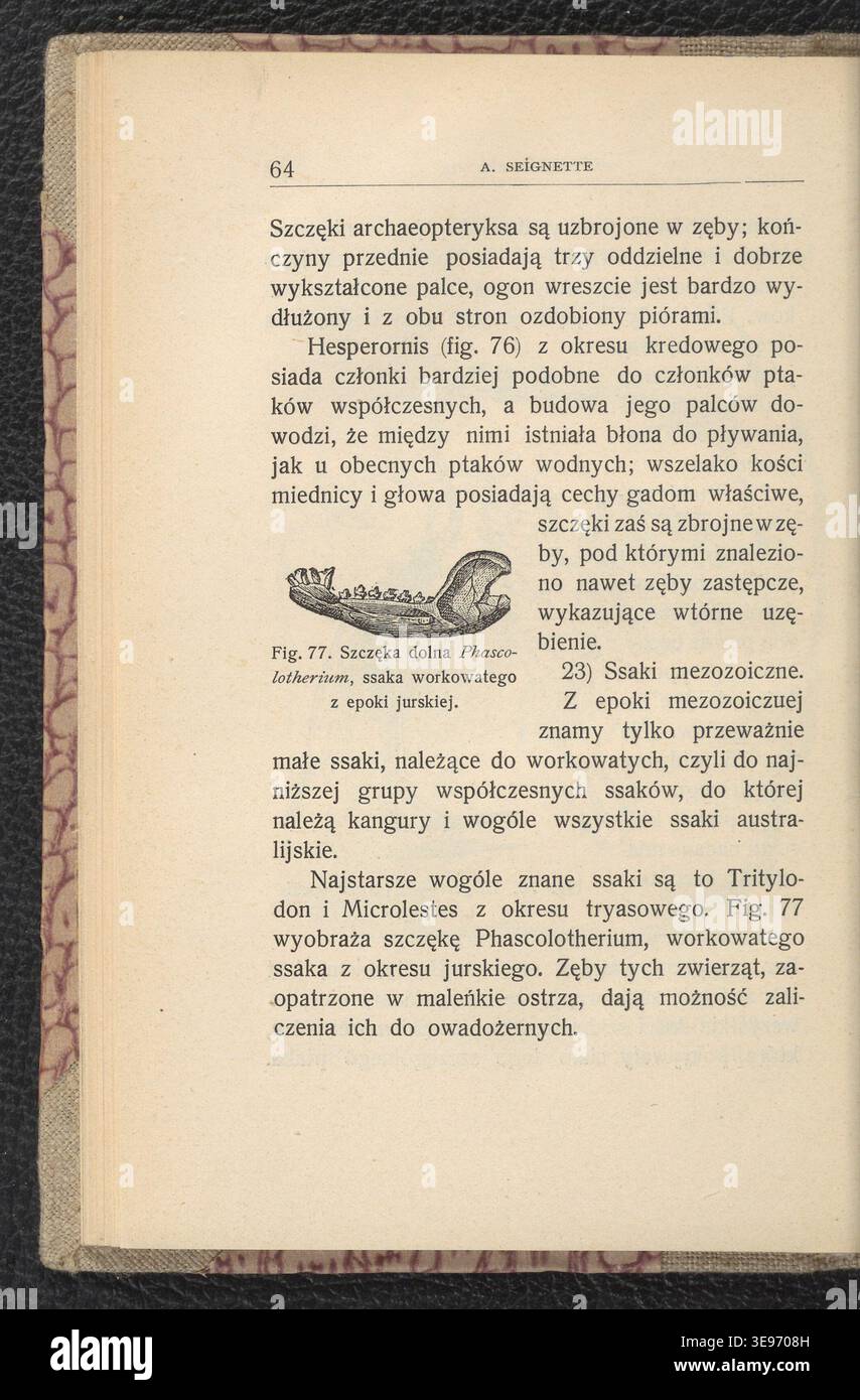 A. Seignette (attivo nel 1904) pubblicò "Zwierzeta epok ubieglych", documentando specie estinte e preistoriche con illustrazioni di Jan Lewiński (1876-1939). L'immagine di archivio riproduce il lavoro originale. Foto Stock