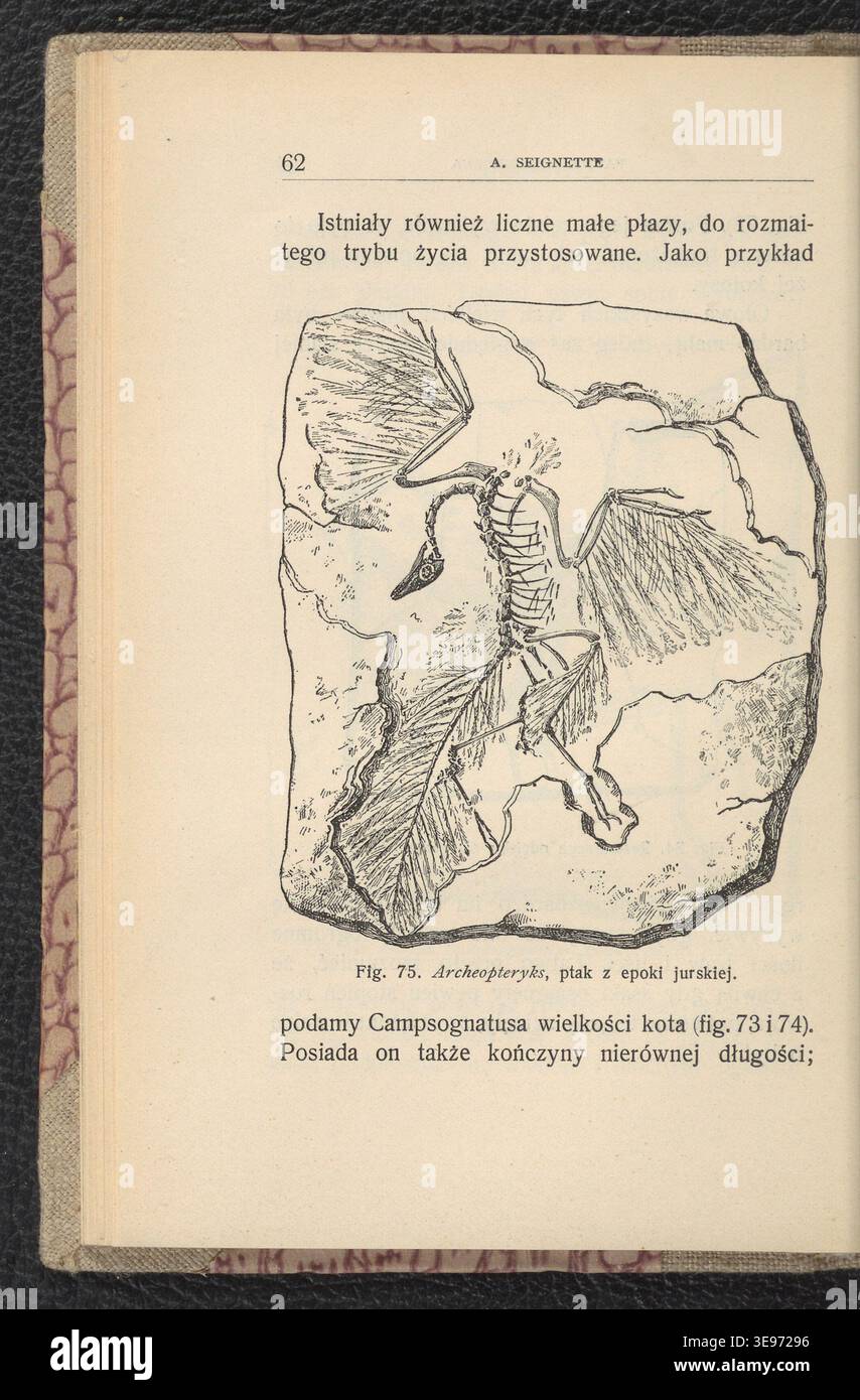 A. Seignette (attivo nel 1904) ha pubblicato "Zwierzeta epok ubieglych", un'illustrazione di animali preistorici. Jan Lewiński (1876-1939) fornì i disegni. L'immagine di archivio riproduce l'edizione 1904. Foto Stock