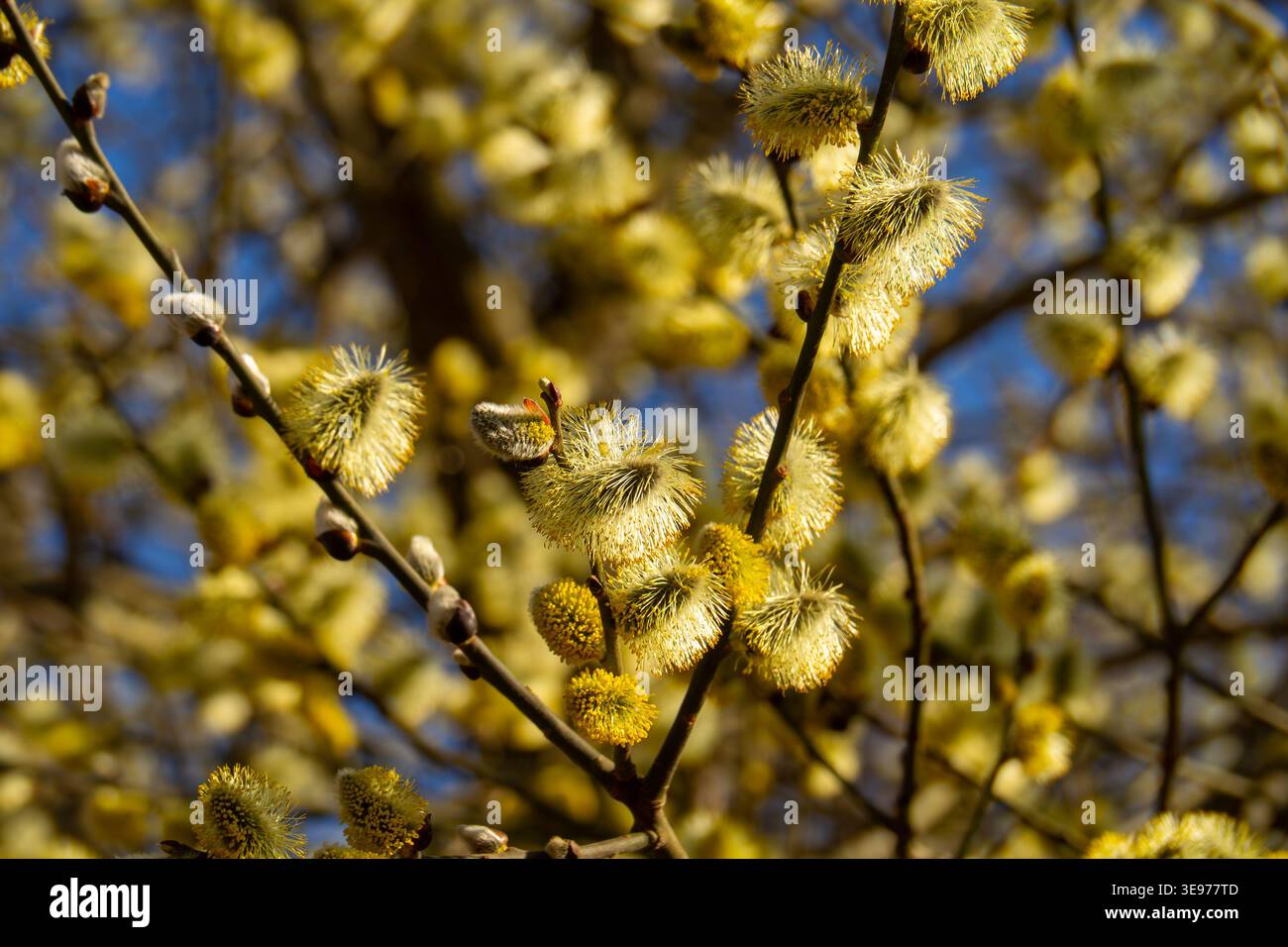 Suggerimenti di polline primaverili con fuzzy Catkins sui rami senza foglie Foto Stock