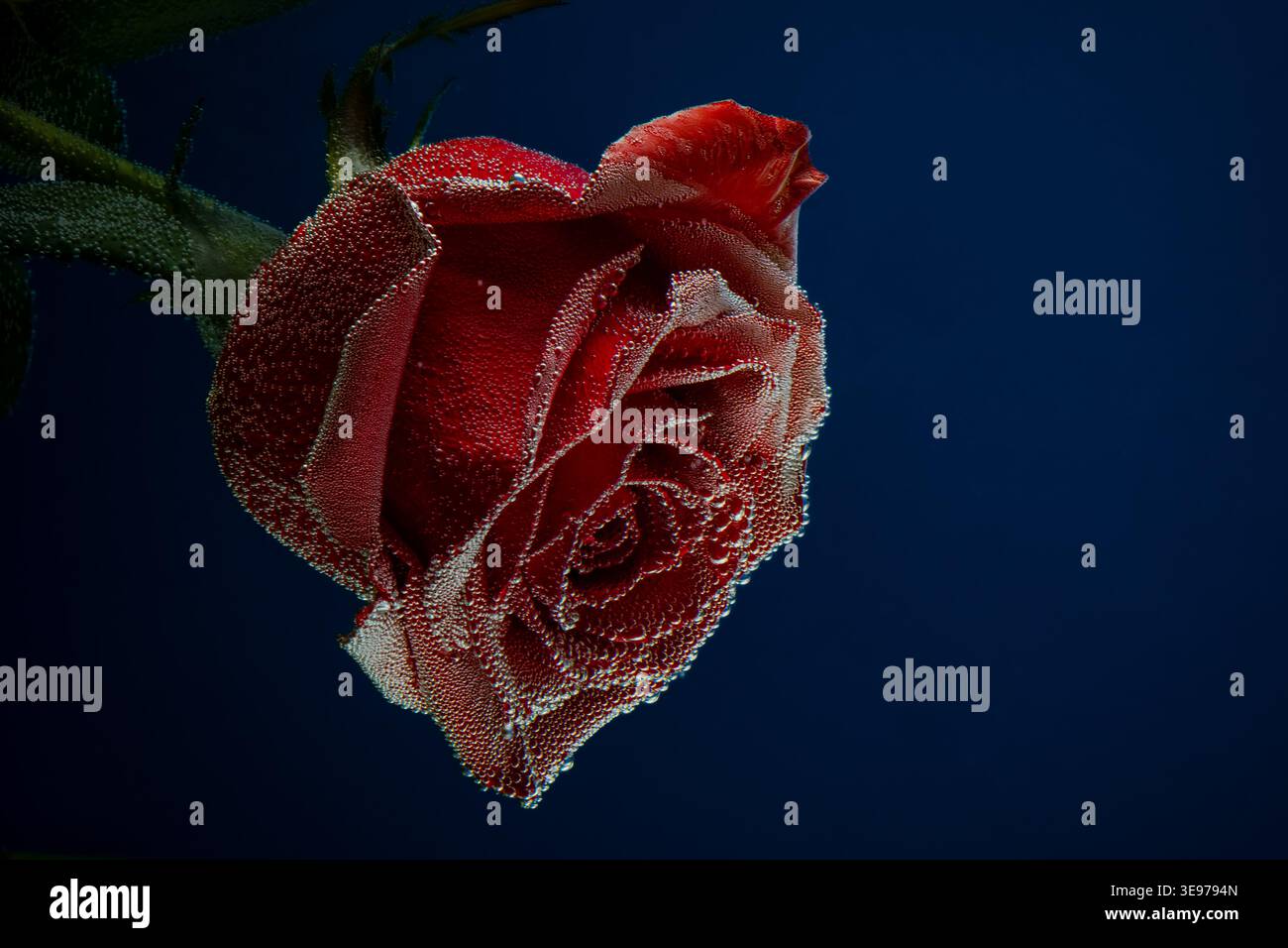 Romantica fioritura invernale. Immagine macro dettagliata della rosa rossa ghiacciata con umidità e cristalli ghiacciati testurizzati Foto Stock