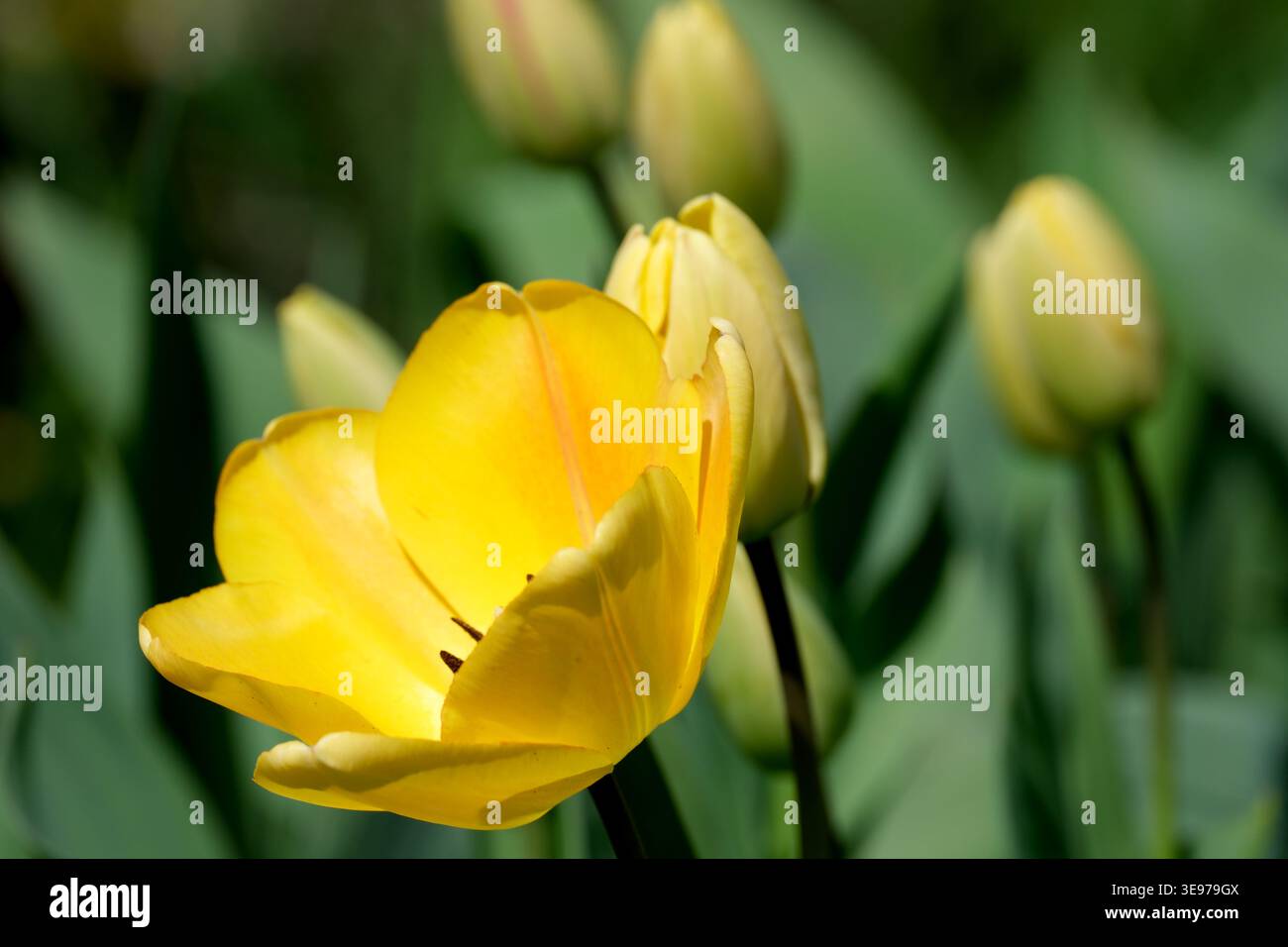 Un tulipano giallo vibrante si apre in mezzo al verde fogliame e ai fiori in erba durante la primavera. Foto Stock