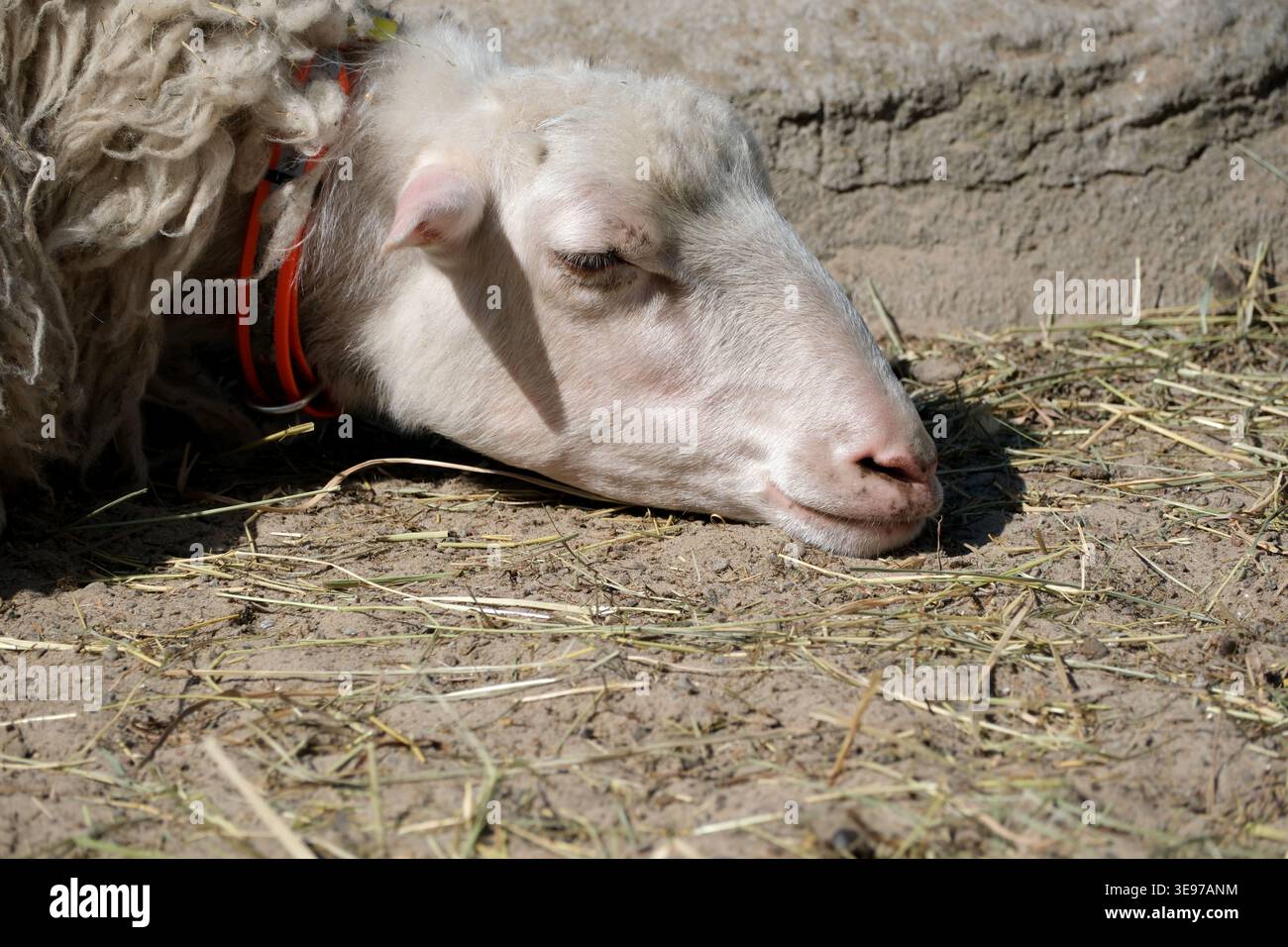 Una pecora soffice giace a terra, godendosi un caldo pisolino pomeridiano nella natura. Foto Stock