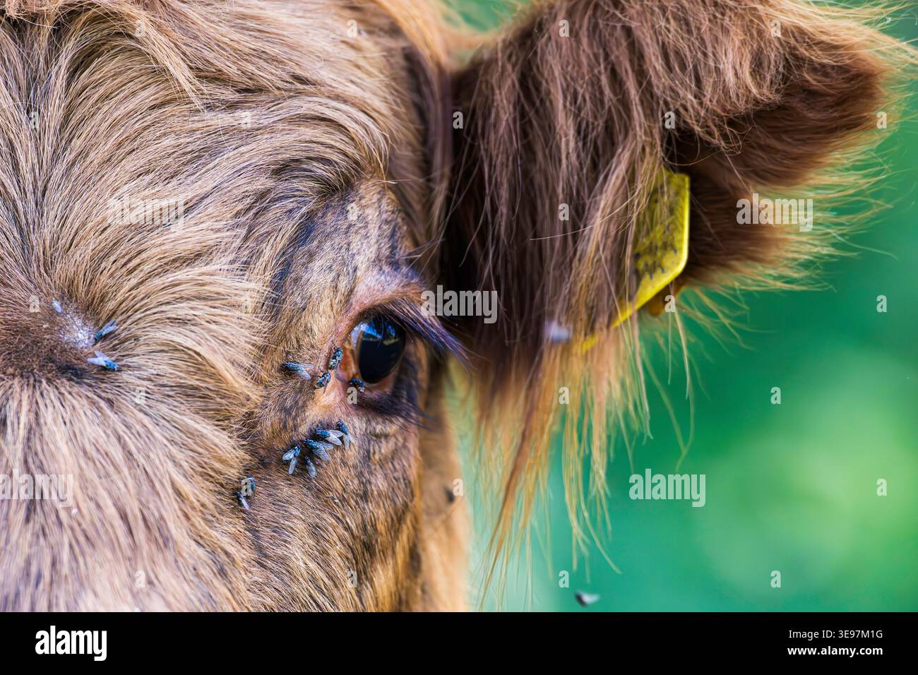 Un problema comune in estate sono le mosche intorno agli occhi delle mucche e di altri animali. Foto Stock