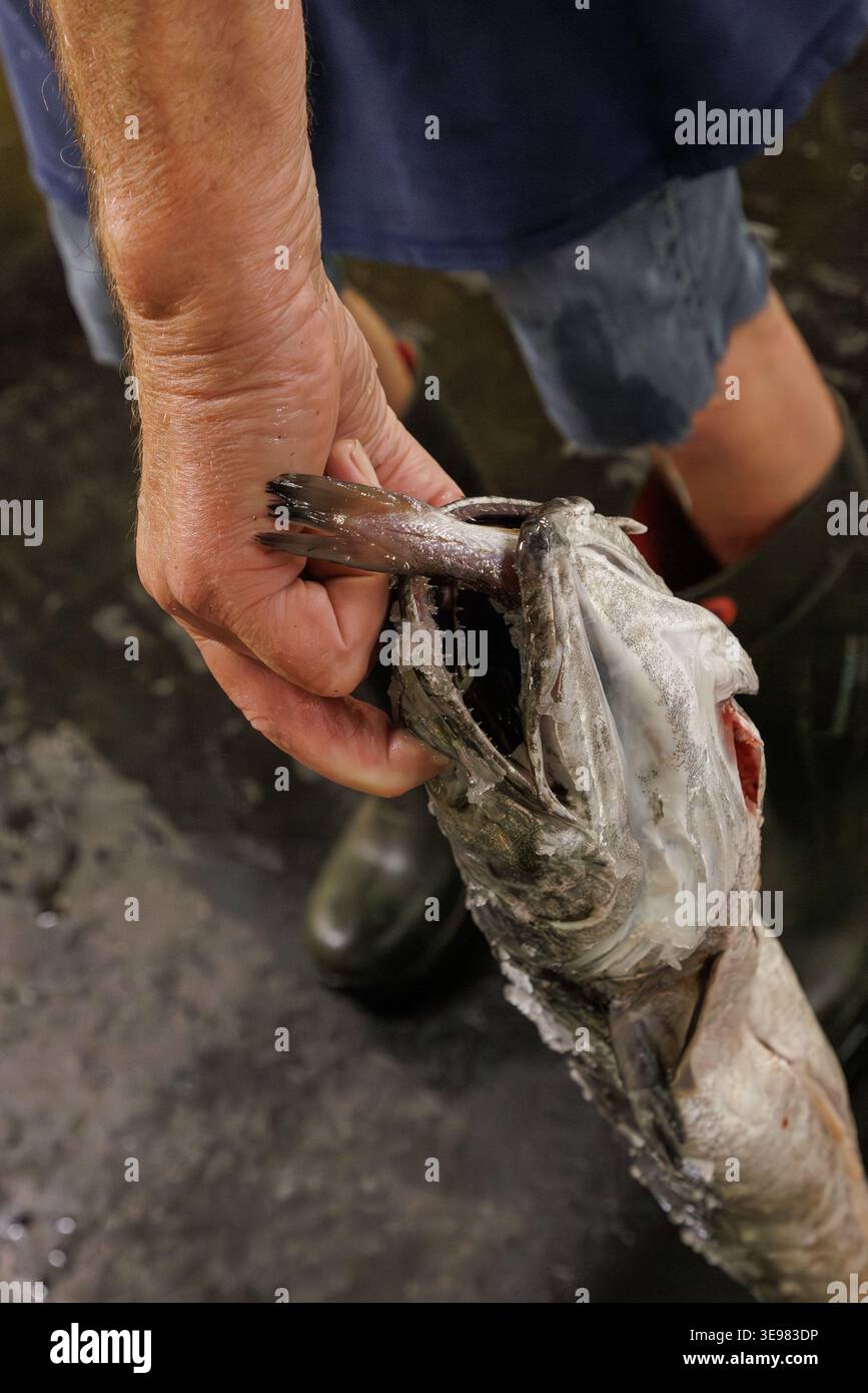 Primo piano della mano di un lavoratore che tiene pesce fresco crudo nell'industria della lavorazione del pesce Foto Stock