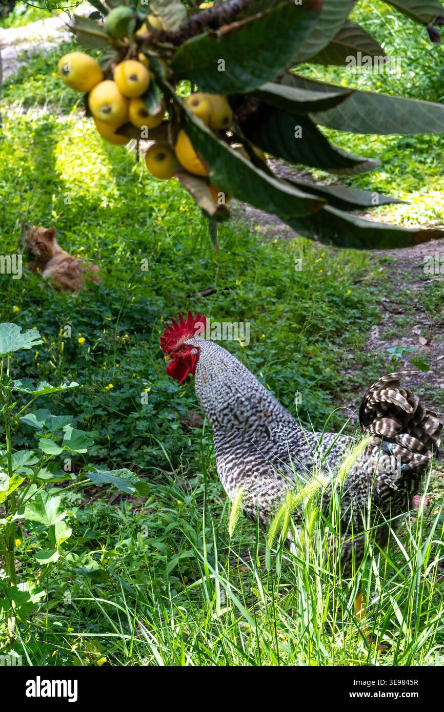 Ritratto di Gallo in un giardino lussureggiante con frutta Foto Stock