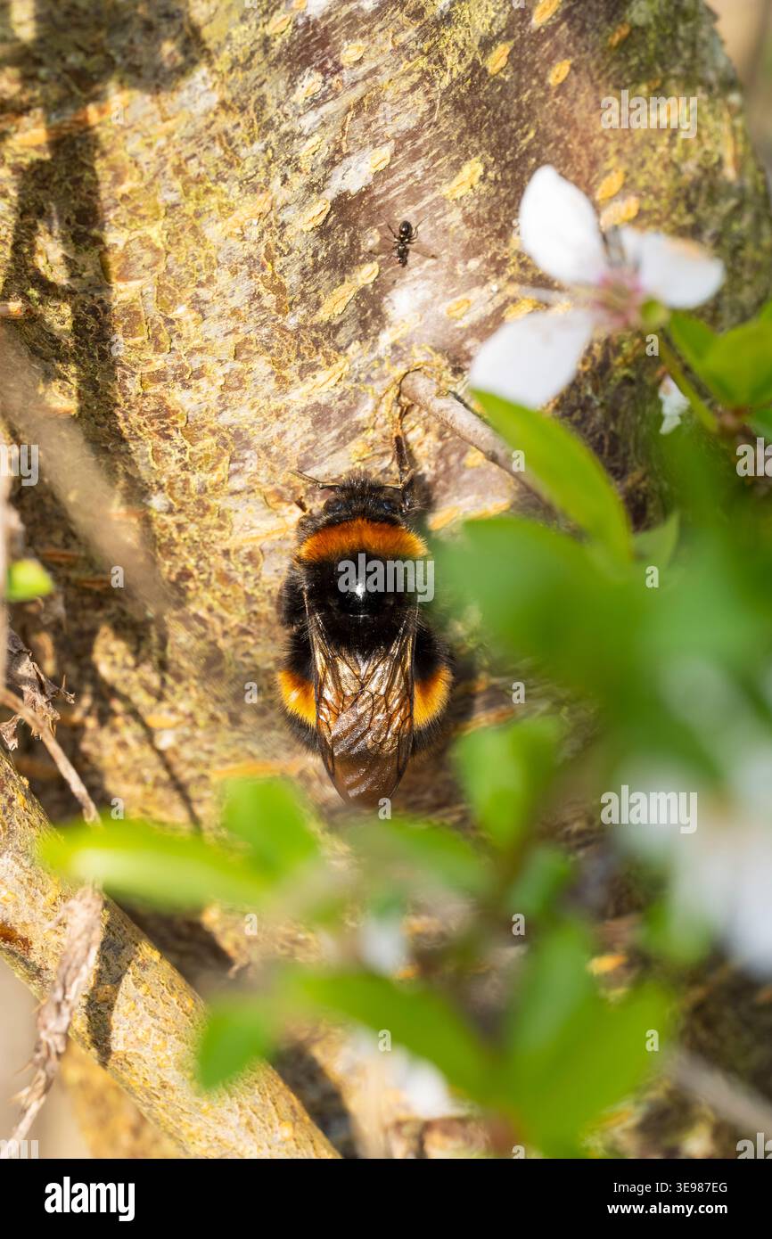bumblebee Bombus Terrestris dalla coda scoscesa, regina imago che riposa e sorprende calore mentre si trova sul lato di un albero sotto il sole primaverile, Nottinghamshire, UK, Mar Foto Stock