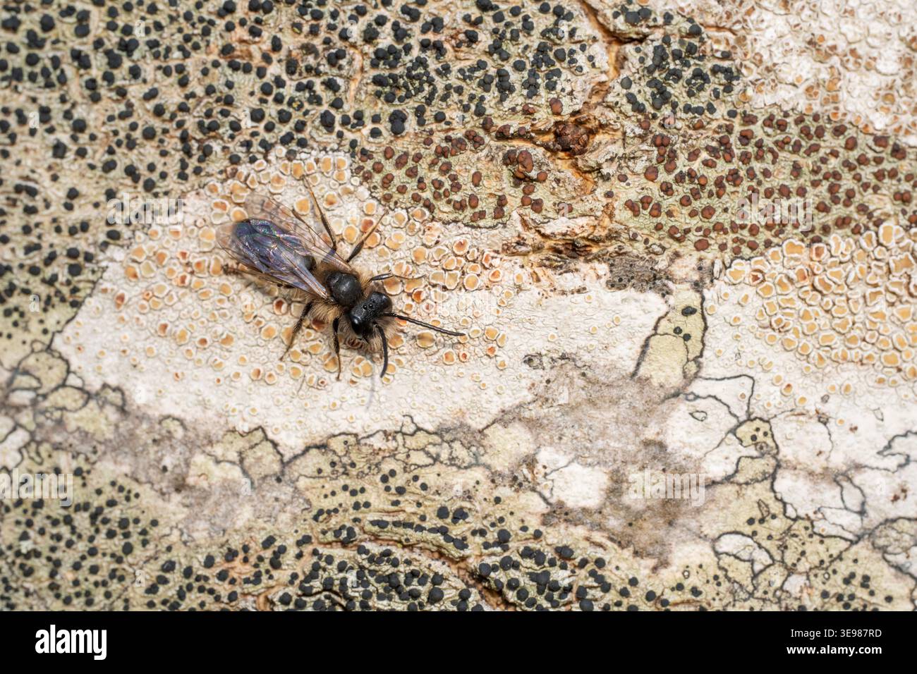 Piccolo Sallow Mining Bee Andrena praecox, imago maschio su un albero, Nottinghamshire, Regno Unito, marzo Foto Stock