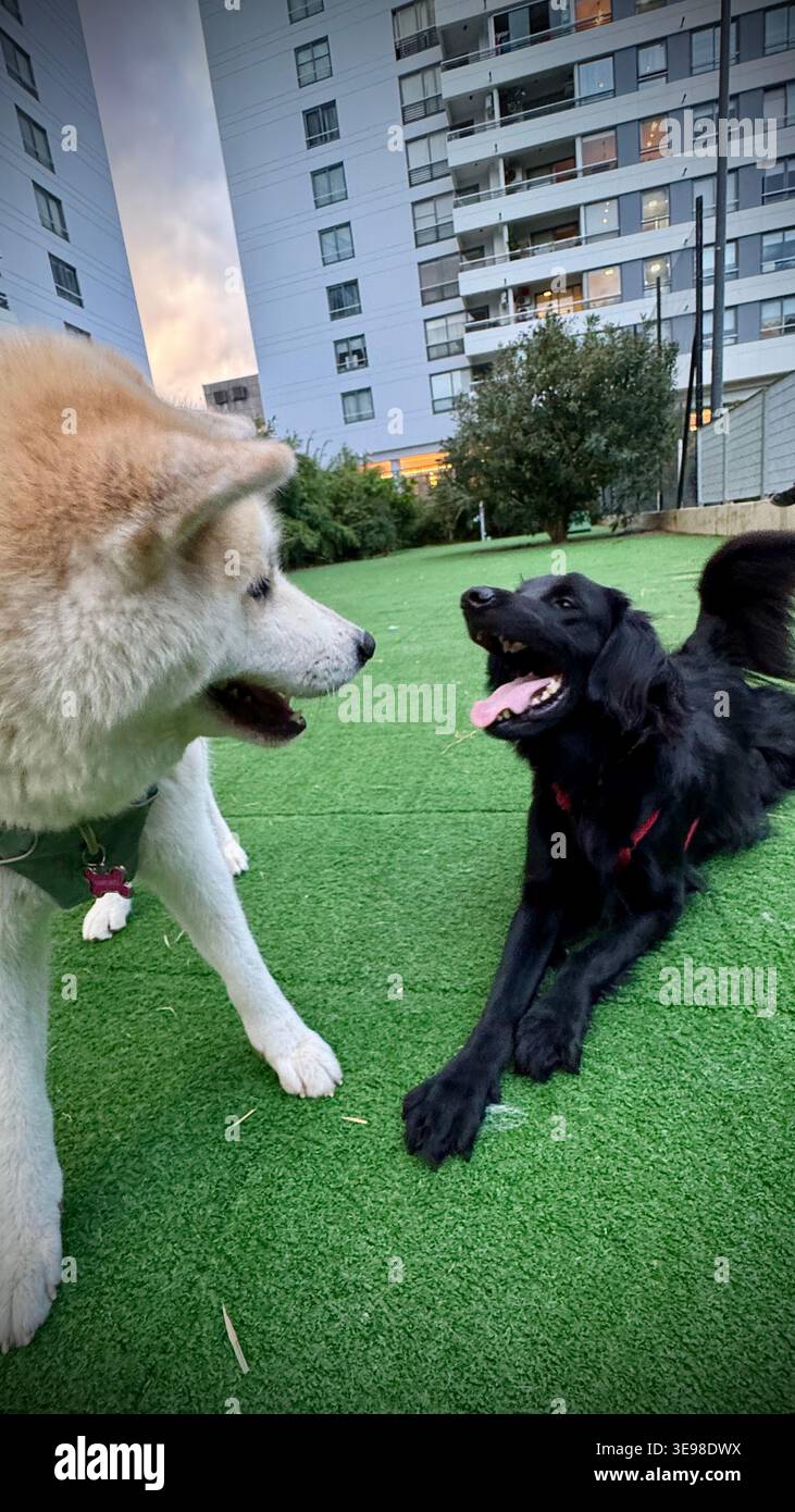 Buenos Aires, Argentina - 16 aprile 2026: Akita inu cane e altro cane che gioca a buenos aires, argentina Foto Stock