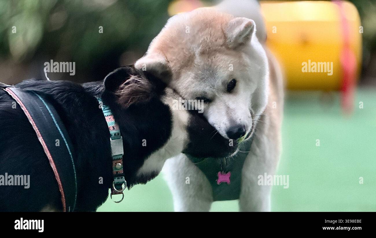 Buenos Aires, Argentina - 16 aprile 2026: Akita inu cane e altro cane che gioca a buenos aires, argentina Foto Stock