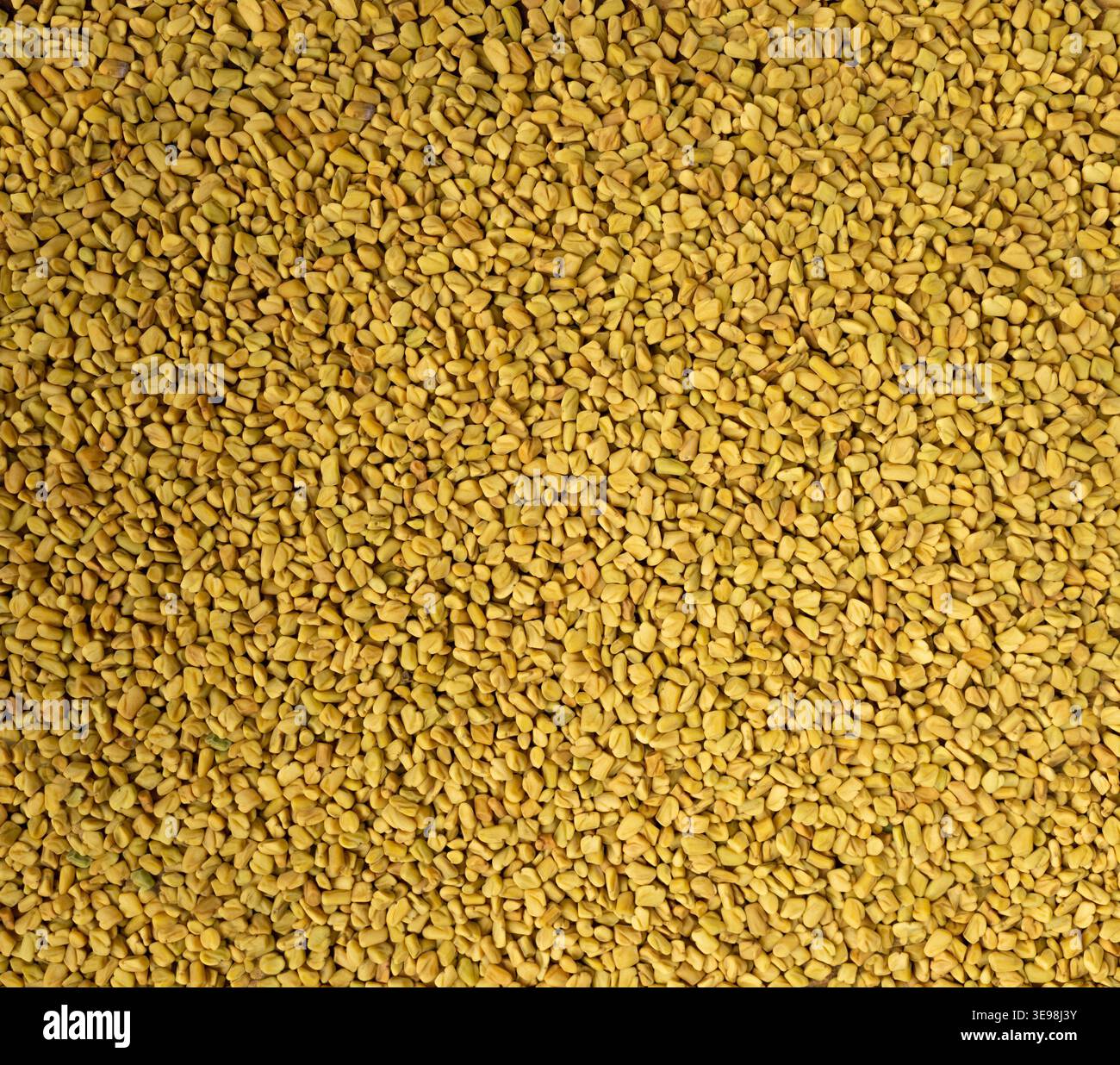 Semi di fieno greco su piastra di legno, trigonella secca, cereali Dana Spicy Methi, ingrediente per condire la cucina indiana, condimento per semi di fieno greco secco giallo Foto Stock