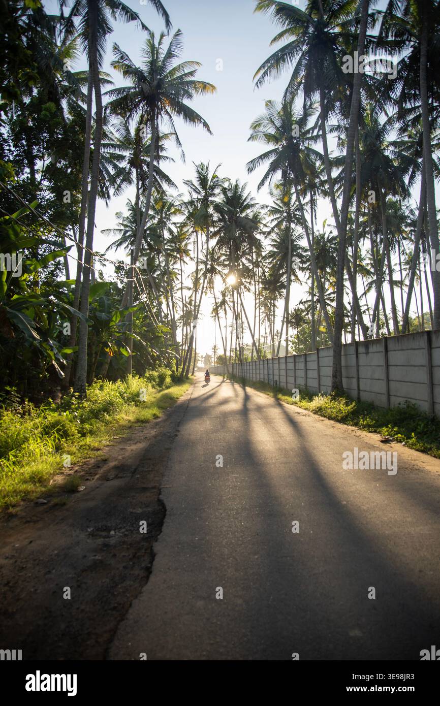 Strada vuota fiancheggiata da alte palme con luce solare e lunghe ombre sull'isola di Nusa Penida Foto Stock
