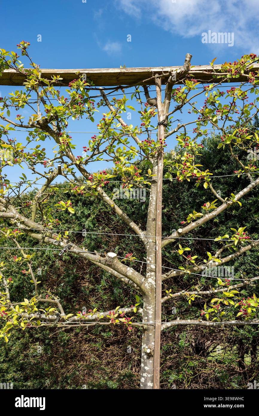 Albero da frutto Espalier, tecnica di spalliera per la coltivazione di alberi da frutto in piano contro pareti o cornici. Foto Stock