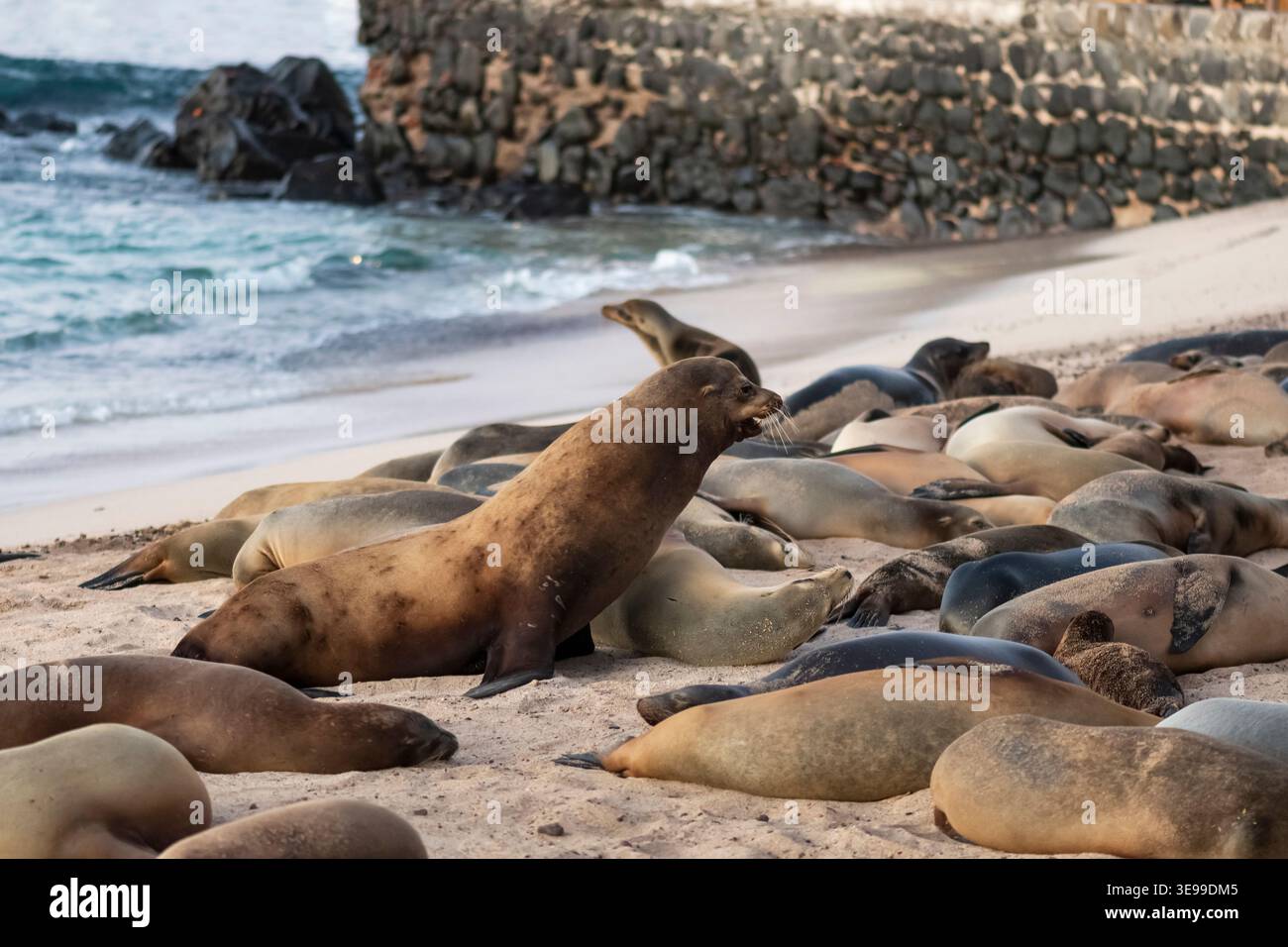 Leone marino maschile dominante delle Galapagos che guarda la sua colonia mentre riposa su una spiaggia sabbiosa vicino all'oceano. Foto Stock
