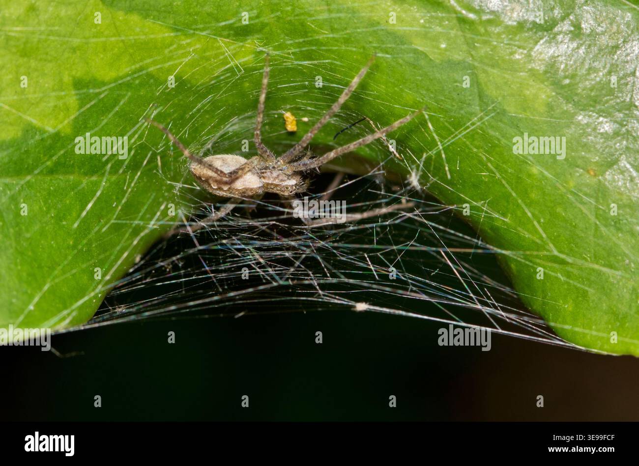 Donna ragno americano vivaio web Pisaurina mira arachnid natura. Foto Stock