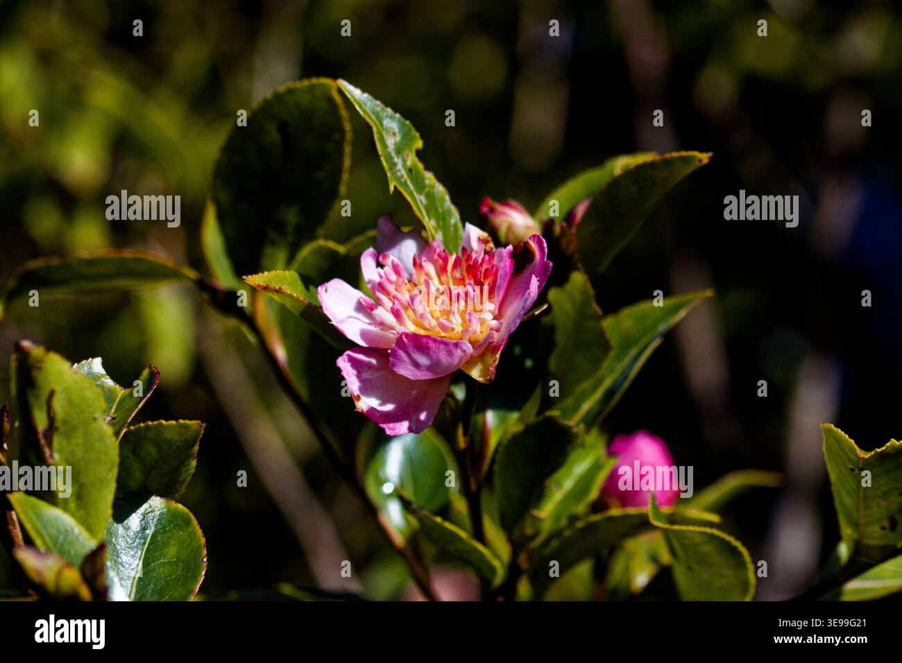 Camellia Apple Blossom: I fiori sono singoli e bianchi con un forte rossore di rosa. Fiori dall'inizio dell'autunno in poi. Foto Stock