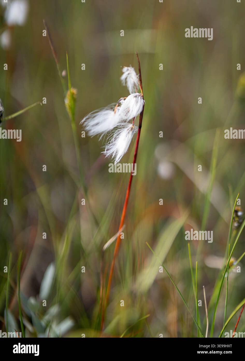 Primo piano di erba di cotone in una zona paludosa subartica Foto Stock