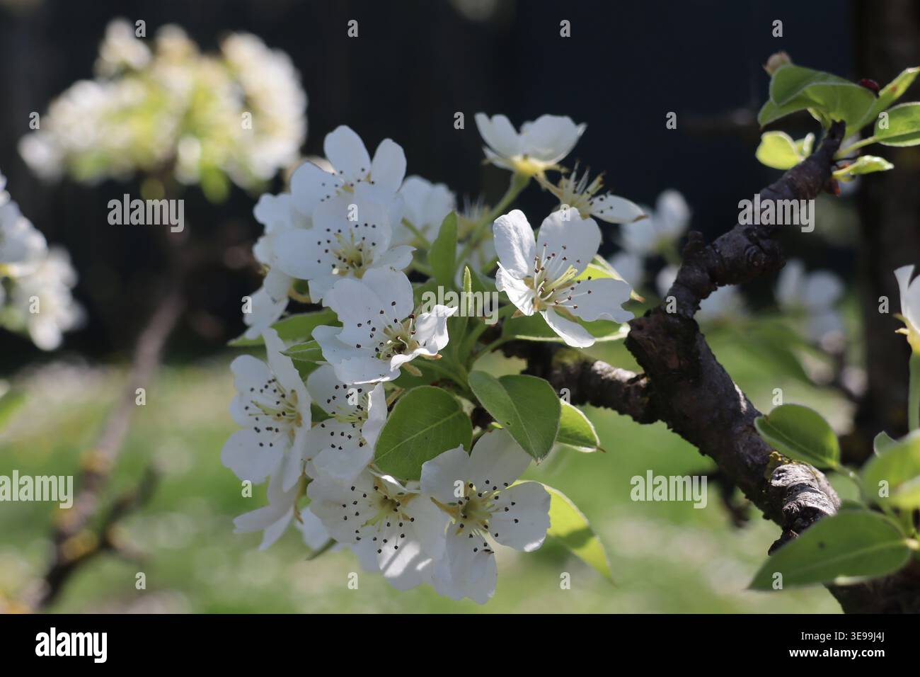 Dai boccioli emergono fiori bianchi su sottili rami di pera. La promessa della primavera è visibile in questa tranquilla crescita in erba. Foto Stock