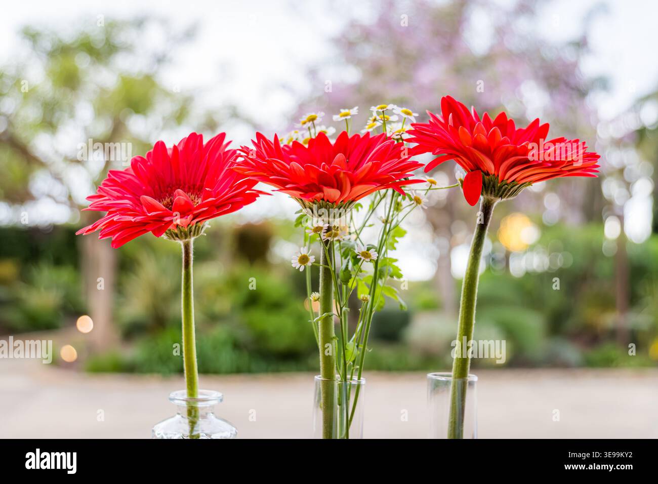 Fiori rossi di gerbera che fioriscono in vasi chiari Foto Stock