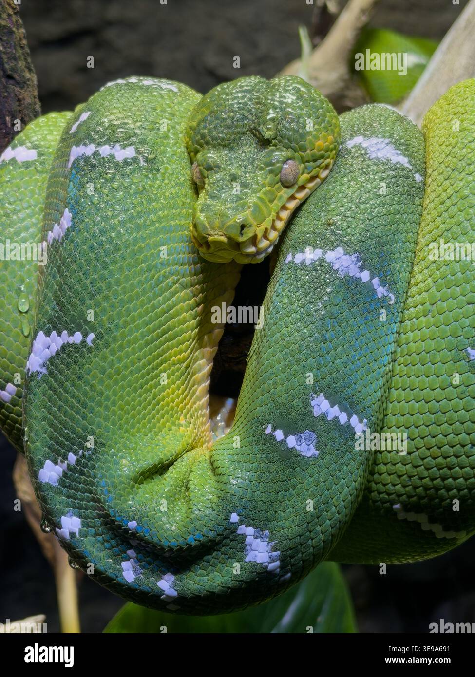 Shot cattura un boa di smeraldo avvolto saldamente intorno a un ramo di legno, mostrando le sue vivaci scale verdi e i distintivi segni bianchi Foto Stock