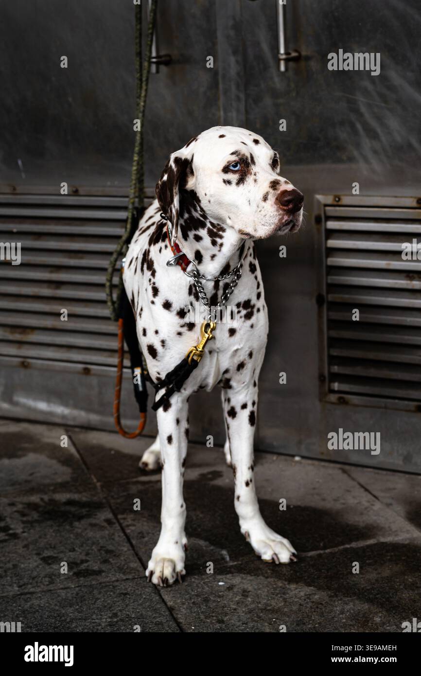 Il fedele cane dalmata al guinzaglio anticipa con ansia il ritorno del suo proprietario. Foto Stock