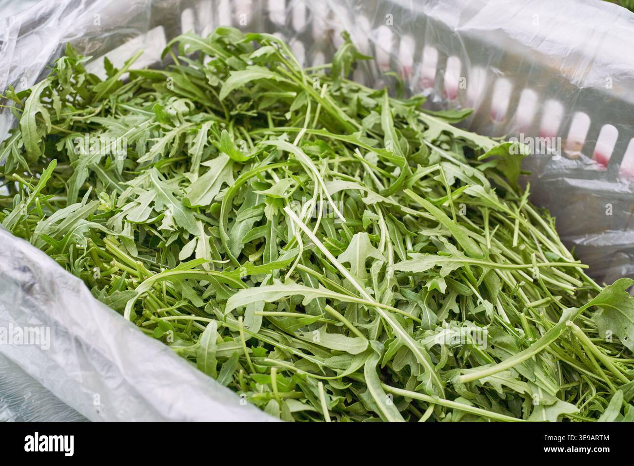 La rucola biologica appena raccolta riempie un cestello rivestito in plastica. Le foglie verdi vivaci e croccanti mostrano l'agricoltura naturale e sapori ricchi e aromatici. Foto Stock