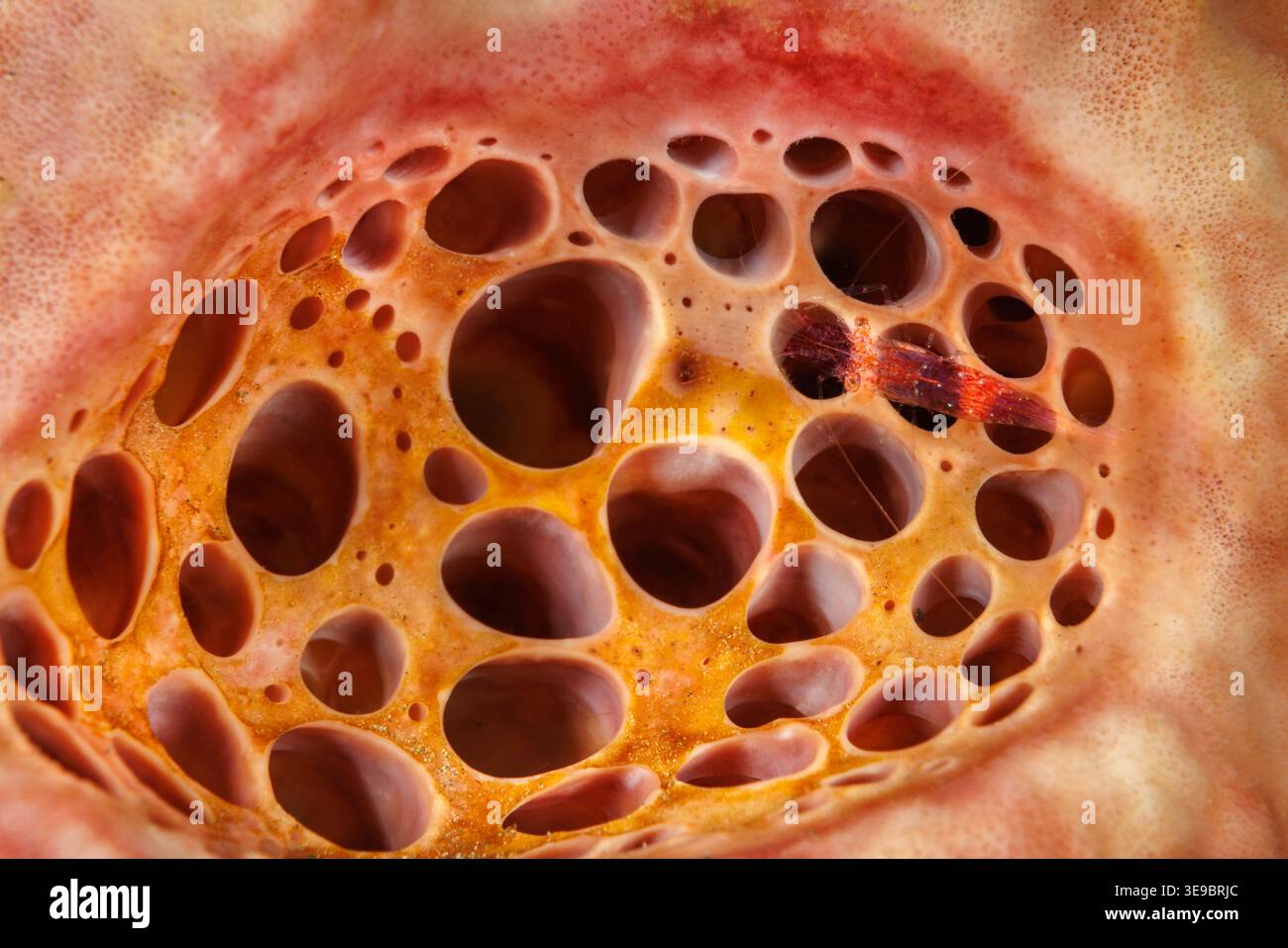 Un gamberetto delicato e più pulito, Periclimenes sp., è posizionato all’apertura di una spugna marina nelle acque indo-pacifiche dell’Indonesia. Questi piccoli, transluc Foto Stock