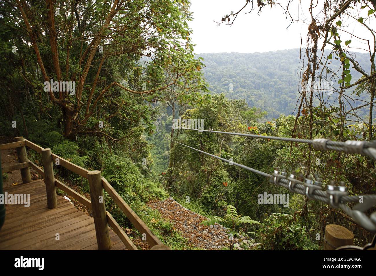 Zipline nella foresta pluviale di montagna, nel Parco Nazionale di Nyungwe, Patrimonio Mondiale dell'Umanità dell'UNESCO, Ruanda Foto Stock