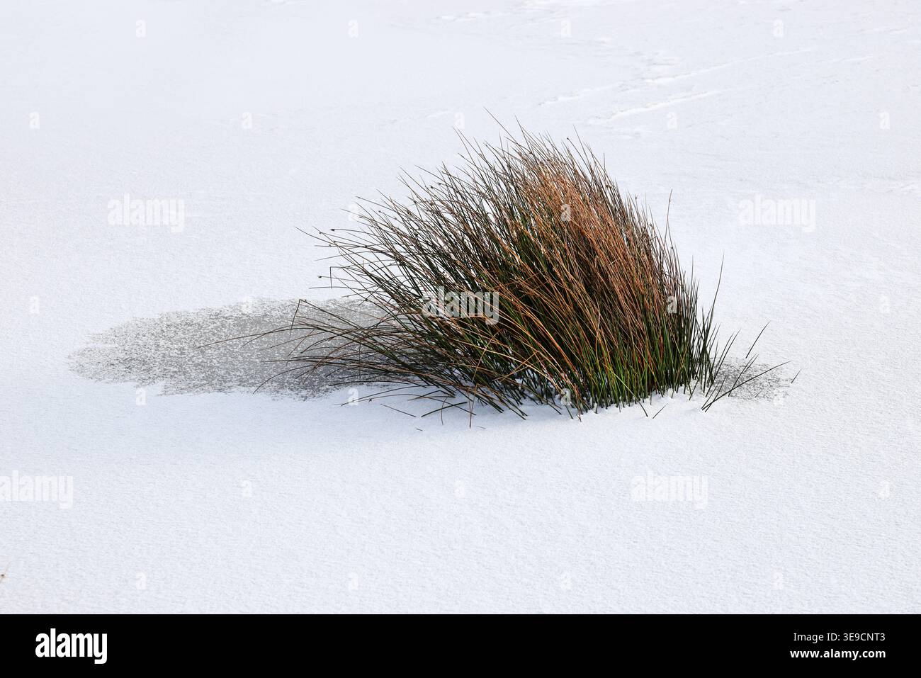 Le corse che crescevano nel duro habitat di Cronkley caddero circondate da neve e ghiaccio, Upper Teesdale, County Durham, Regno Unito Foto Stock